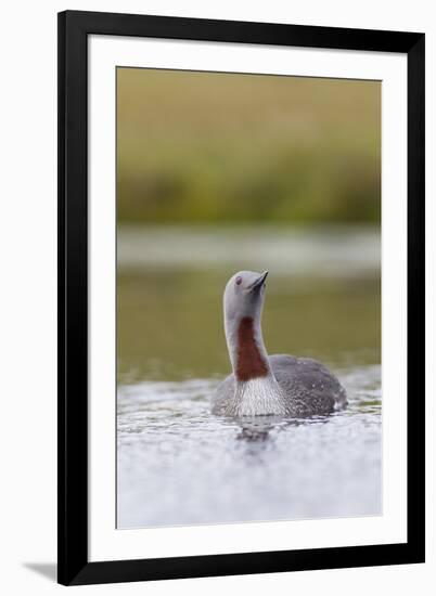 Red-Throated Diver (Gavia Stellata) Adult on Breeding Loch, Flow Country, Highland, Scotland, UK-Mark Hamblin-Framed Photographic Print