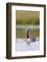 Red-Throated Diver (Gavia Stellata) Adult on Breeding Loch, Flow Country, Highland, Scotland, UK-Mark Hamblin-Framed Photographic Print