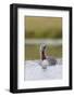 Red-Throated Diver (Gavia Stellata) Adult on Breeding Loch, Flow Country, Highland, Scotland, UK-Mark Hamblin-Framed Photographic Print