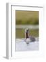 Red-Throated Diver (Gavia Stellata) Adult on Breeding Loch, Flow Country, Highland, Scotland, UK-Mark Hamblin-Framed Photographic Print