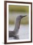 Red-Throated Diver (Gavia Stellata) Adult on Breeding Loch, Flow Country, Highland, Scotland, UK-Mark Hamblin-Framed Photographic Print