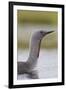 Red-Throated Diver (Gavia Stellata) Adult on Breeding Loch, Flow Country, Highland, Scotland, UK-Mark Hamblin-Framed Photographic Print