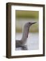 Red-Throated Diver (Gavia Stellata) Adult on Breeding Loch, Flow Country, Highland, Scotland, UK-Mark Hamblin-Framed Photographic Print