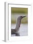 Red-Throated Diver (Gavia Stellata) Adult on Breeding Loch, Flow Country, Highland, Scotland, UK-Mark Hamblin-Framed Photographic Print