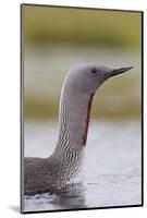 Red-Throated Diver (Gavia Stellata) Adult on Breeding Loch, Flow Country, Highland, Scotland, UK-Mark Hamblin-Mounted Photographic Print