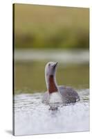 Red-Throated Diver (Gavia Stellata) Adult on Breeding Loch, Flow Country, Highland, Scotland, UK-Mark Hamblin-Stretched Canvas