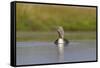 Red-Throated Diver (Gavia Stellata) Adult on Loch, Flow Country, Highland, Scotland, UK, June-Mark Hamblin-Framed Stretched Canvas