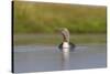 Red-Throated Diver (Gavia Stellata) Adult on Loch, Flow Country, Highland, Scotland, UK, June-Mark Hamblin-Stretched Canvas