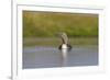 Red-Throated Diver (Gavia Stellata) Adult on Loch, Flow Country, Highland, Scotland, UK, June-Mark Hamblin-Framed Photographic Print