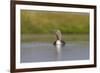 Red-Throated Diver (Gavia Stellata) Adult on Loch, Flow Country, Highland, Scotland, UK, June-Mark Hamblin-Framed Photographic Print