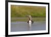 Red-Throated Diver (Gavia Stellata) Adult on Loch, Flow Country, Highland, Scotland, UK, June-Mark Hamblin-Framed Photographic Print