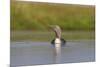 Red-Throated Diver (Gavia Stellata) Adult on Loch, Flow Country, Highland, Scotland, UK, June-Mark Hamblin-Mounted Photographic Print