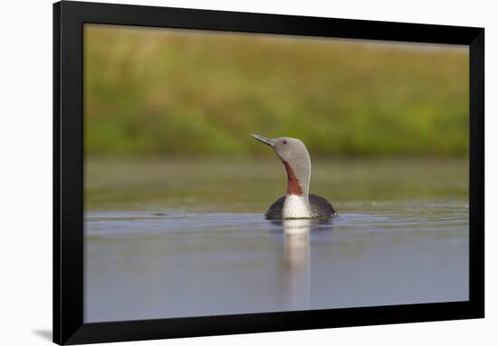 Red-Throated Diver (Gavia Stellata) Adult on Loch, Flow Country, Highland, Scotland, UK, June-Mark Hamblin-Framed Photographic Print