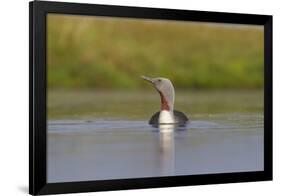 Red-Throated Diver (Gavia Stellata) Adult on Loch, Flow Country, Highland, Scotland, UK, June-Mark Hamblin-Framed Photographic Print