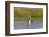 Red-Throated Diver (Gavia Stellata) Adult on Loch, Flow Country, Highland, Scotland, UK, June-Mark Hamblin-Framed Photographic Print