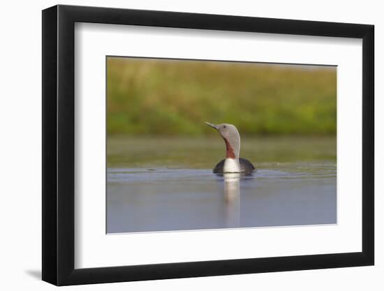 Red-Throated Diver (Gavia Stellata) Adult on Loch, Flow Country, Highland, Scotland, UK, June-Mark Hamblin-Framed Photographic Print