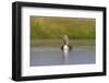 Red-Throated Diver (Gavia Stellata) Adult on Loch, Flow Country, Highland, Scotland, UK, June-Mark Hamblin-Framed Photographic Print