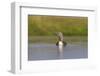 Red-Throated Diver (Gavia Stellata) Adult on Loch, Flow Country, Highland, Scotland, UK, June-Mark Hamblin-Framed Photographic Print