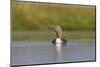 Red-Throated Diver (Gavia Stellata) Adult on Loch, Flow Country, Highland, Scotland, UK, June-Mark Hamblin-Mounted Photographic Print