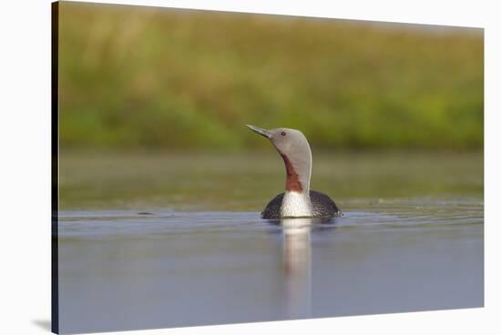 Red-Throated Diver (Gavia Stellata) Adult on Loch, Flow Country, Highland, Scotland, UK, June-Mark Hamblin-Stretched Canvas