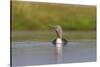 Red-Throated Diver (Gavia Stellata) Adult on Loch, Flow Country, Highland, Scotland, UK, June-Mark Hamblin-Stretched Canvas