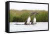 Red-Throated Diver (Gavia Stellata) Adult Pair Displaying on Loch, Flow Country, Scotland, UK-Mark Hamblin-Framed Stretched Canvas