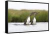 Red-Throated Diver (Gavia Stellata) Adult Pair Displaying on Loch, Flow Country, Scotland, UK-Mark Hamblin-Framed Stretched Canvas