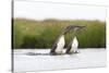 Red-Throated Diver (Gavia Stellata) Adult Pair Displaying on Loch, Flow Country, Scotland, UK-Mark Hamblin-Stretched Canvas