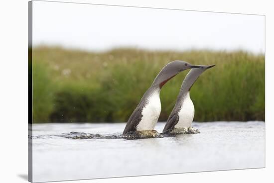 Red-Throated Diver (Gavia Stellata) Adult Pair Displaying on Loch, Flow Country, Scotland, UK-Mark Hamblin-Stretched Canvas