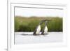 Red-Throated Diver (Gavia Stellata) Adult Pair Displaying on Loch, Flow Country, Scotland, UK-Mark Hamblin-Framed Photographic Print