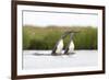 Red-Throated Diver (Gavia Stellata) Adult Pair Displaying on Loch, Flow Country, Scotland, UK-Mark Hamblin-Framed Photographic Print