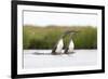 Red-Throated Diver (Gavia Stellata) Adult Pair Displaying on Loch, Flow Country, Scotland, UK-Mark Hamblin-Framed Photographic Print