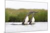 Red-Throated Diver (Gavia Stellata) Adult Pair Displaying on Loch, Flow Country, Scotland, UK-Mark Hamblin-Mounted Photographic Print