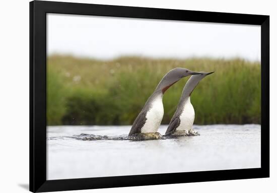 Red-Throated Diver (Gavia Stellata) Adult Pair Displaying on Loch, Flow Country, Scotland, UK-Mark Hamblin-Framed Photographic Print