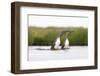 Red-Throated Diver (Gavia Stellata) Adult Pair Displaying on Loch, Flow Country, Scotland, UK-Mark Hamblin-Framed Photographic Print