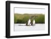 Red-Throated Diver (Gavia Stellata) Adult Pair Displaying on Loch, Flow Country, Scotland, UK-Mark Hamblin-Framed Photographic Print