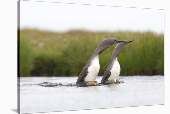 Red-Throated Diver (Gavia Stellata) Adult Pair Displaying on Loch, Flow Country, Scotland, UK-Mark Hamblin-Stretched Canvas