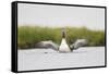 Red-Throated Diver (Gavia Stellata) Adult Stretching Wings on Breeding Loch, Highland, Scotland, UK-Mark Hamblin-Framed Stretched Canvas