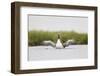 Red-Throated Diver (Gavia Stellata) Adult Stretching Wings on Breeding Loch, Highland, Scotland, UK-Mark Hamblin-Framed Photographic Print