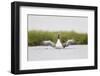 Red-Throated Diver (Gavia Stellata) Adult Stretching Wings on Breeding Loch, Highland, Scotland, UK-Mark Hamblin-Framed Photographic Print