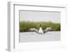 Red-Throated Diver (Gavia Stellata) Adult Stretching Wings on Breeding Loch, Highland, Scotland, UK-Mark Hamblin-Framed Photographic Print