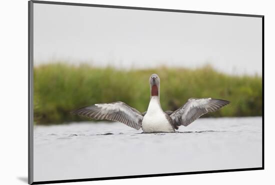Red-Throated Diver (Gavia Stellata) Adult Stretching Wings on Breeding Loch, Highland, Scotland, UK-Mark Hamblin-Mounted Photographic Print
