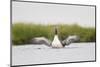 Red-Throated Diver (Gavia Stellata) Adult Stretching Wings on Breeding Loch, Highland, Scotland, UK-Mark Hamblin-Mounted Photographic Print