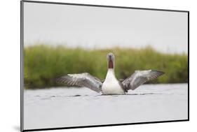 Red-Throated Diver (Gavia Stellata) Adult Stretching Wings on Breeding Loch, Highland, Scotland, UK-Mark Hamblin-Mounted Photographic Print