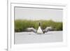 Red-Throated Diver (Gavia Stellata) Adult Stretching Wings on Breeding Loch, Highland, Scotland, UK-Mark Hamblin-Framed Photographic Print