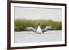 Red-Throated Diver (Gavia Stellata) Adult Stretching Wings on Breeding Loch, Highland, Scotland, UK-Mark Hamblin-Framed Photographic Print