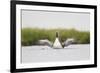 Red-Throated Diver (Gavia Stellata) Adult Stretching Wings on Breeding Loch, Highland, Scotland, UK-Mark Hamblin-Framed Photographic Print