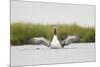 Red-Throated Diver (Gavia Stellata) Adult Stretching Wings on Breeding Loch, Highland, Scotland, UK-Mark Hamblin-Mounted Photographic Print