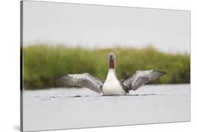 Red-Throated Diver (Gavia Stellata) Adult Stretching Wings on Breeding Loch, Highland, Scotland, UK-Mark Hamblin-Stretched Canvas