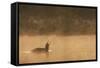 Red Throated Diver (Gavia Stellata) Calling at Dawn on Mist-Laden Lake, Bergslagen, Sweden, April-Cairns-Framed Stretched Canvas